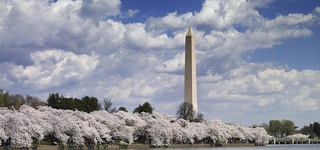The blossoms have arrived and D.C. council members are late